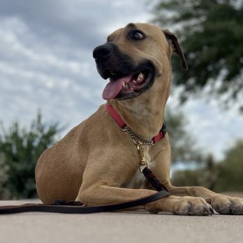 Cave Creek K9 Training - Pet Training Near Me - Cave Creek, Arizona Cave Creek K9 Training - Pet Training Near Me - Cave Creek, Arizona