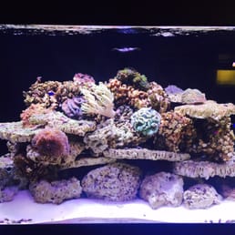 This is our aquarium. Not fully completed but I will post another picture in a few weeks to show you the end result :)