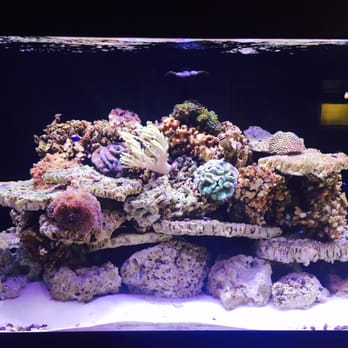 Oceans Aquarium Design - This is our aquarium. Not fully completed but I will post another picture in a few weeks to show you the end result :) - Aquarium Services Near Me - Signal Hill, California