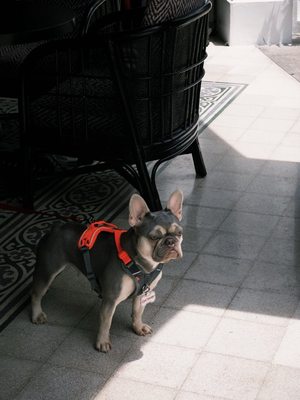 The Alkaff Mansion by null