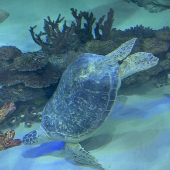 Sea Life - Turtle - Aquariums Near Me - Orlando, Florida Sea Life - Turtle - Aquariums Near Me - Orlando, Florida