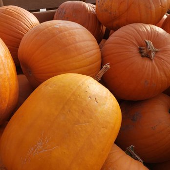 Treehouse Nursery & Landscape - Fall fest pumpkins - Gardeners Near Me - Rexburg, Idaho Treehouse Nursery & Landscape - Fall fest pumpkins - Gardeners Near Me - Rexburg, Idaho