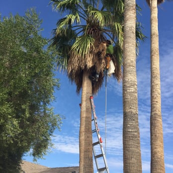 Mr. Tree - Tree Services Near Me - Henderson, Nevada Mr. Tree - Tree Services Near Me - Henderson, Nevada