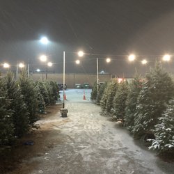 Dave’s Trees - Christmas trees