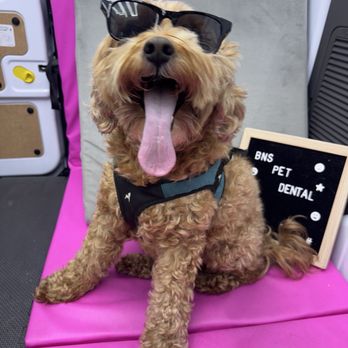 Bright N Shine - Veterinarians Near Me - Boca Raton, Florida Bright N Shine - Veterinarians Near Me - Boca Raton, Florida
