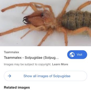 Visalia / Sequoia National Park KOA - Camel Spider - Campgrounds Near Me - Visalia, California Visalia / Sequoia National Park KOA - Camel Spider - Campgrounds Near Me - Visalia, California