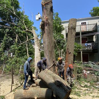 Edin & Sons Hardscape Construction - a tree being cut - Landscaping Near Me