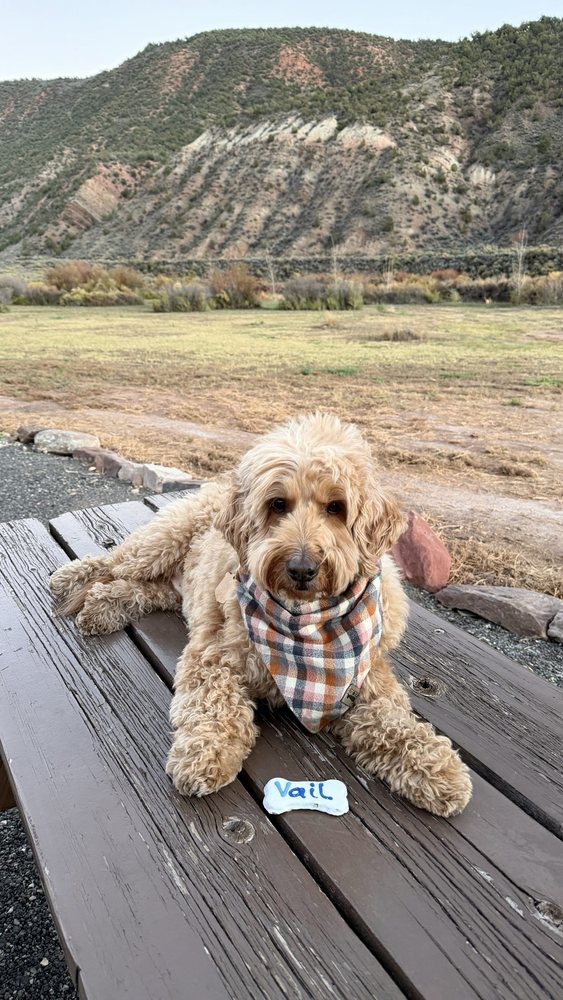 The Pet Boutique of Vail Image