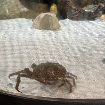 Central Coast Aquarium - Cool looking crab - Aquariums Near Me - Avila Beach, California Central Coast Aquarium - Cool looking crab - Aquariums Near Me - Avila Beach, California