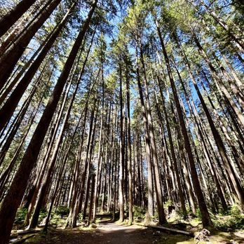 Lynn Canyon Park - The walking path around Lynn Canyon in the heart of the forest. - Parks Near Me - North Vancouver, British Columbia