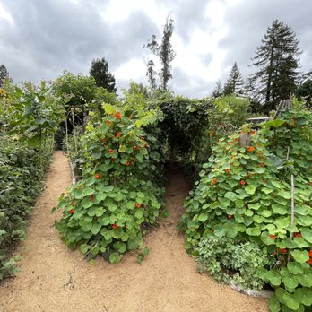 Wild Flour Bread - Walk the garden! - Bakeries Near Me - Freestone, California