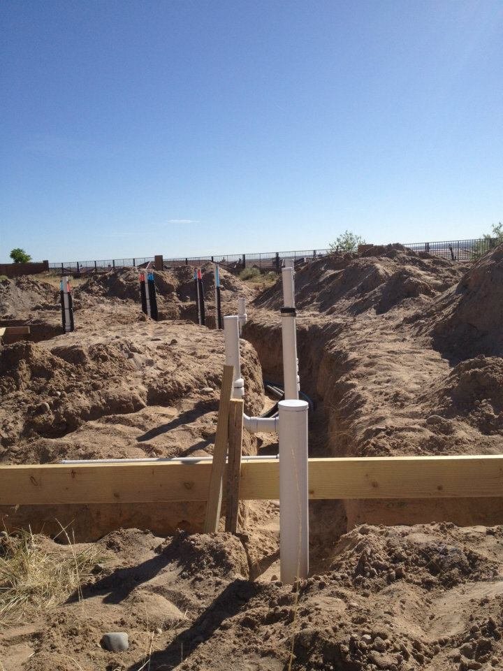 Slide of Plumb Zebra