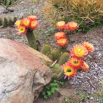 Alta Vista Botanical Gardens - Cactus flowers in bloom (early May) - Botanical Gardens Near Me - Vista, California Alta Vista Botanical Gardens - Cactus flowers in bloom (early May) - Botanical Gardens Near Me - Vista, California