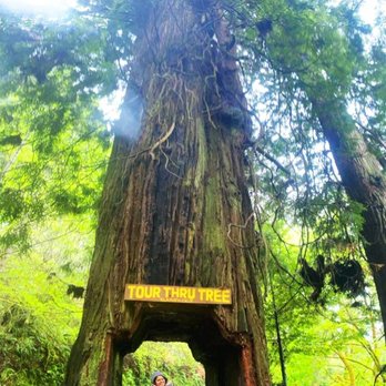 Tour Thru Tree - Local Flavor Near Me - Klamath, California