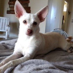 Hawaii Spca