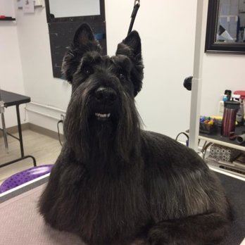 Kathy's Mutt Cuts - Pet Groomers Near Me - Victoria, British Columbia Kathy's Mutt Cuts - Pet Groomers Near Me - Victoria, British Columbia