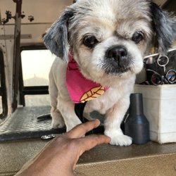 More Than A Bath - Mobile Grooming - after