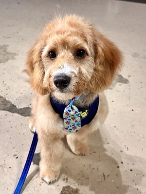 The Dog House by null