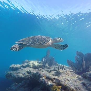 Try Scuba Diving - Key West - Never know what to expect - Scuba Diving Near Me - Key West, Florida