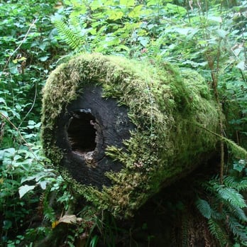 Forest Park - Parks Near Me - Portland, Oregon