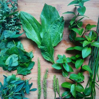 Wisewood Apothecary - Delicious yard plants! - Nutritionists Near Me Wisewood Apothecary - Delicious yard plants! - Nutritionists Near Me