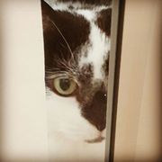 toronto humane society euthanasia cost