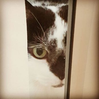 Toronto Humane Society - Animal Shelters Near Me - Toronto, Ontario Toronto Humane Society - Animal Shelters Near Me - Toronto, Ontario