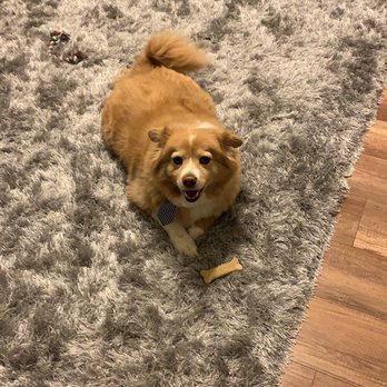 Dawn's pet sitting - My precious Cody he is sweet boy! - Dog Walkers Near Me Dawn's pet sitting - My precious Cody he is sweet boy! - Dog Walkers Near Me
