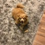 Photo of Dawn's pet sitting