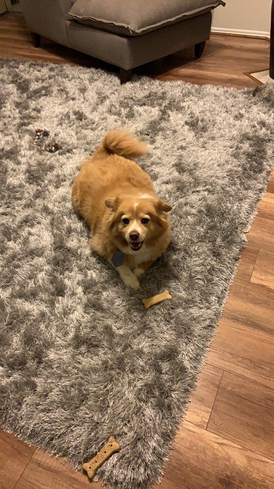 Dawn's pet sitting Image