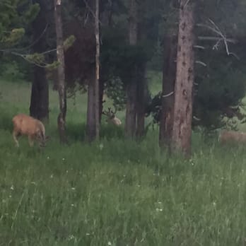 Bridge Bay Campground - Deer - Campgrounds Near Me Bridge Bay Campground - Deer - Campgrounds Near Me
