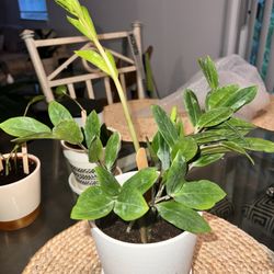 Habig Garden Shops - ZZ plant purchased from shop
