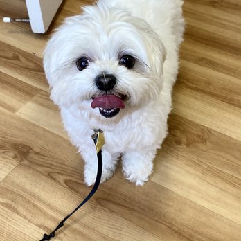 Colonial Veterinary - In the vet - 1st visit! - Veterinarians Near Me - Plymouth, Michigan Colonial Veterinary - In the vet - 1st visit! - Veterinarians Near Me - Plymouth, Michigan
