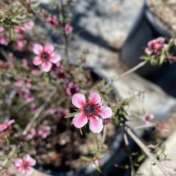 Lakewood Nursery - Nurseries & Gardening Near Me - Cypress, California Lakewood Nursery - Nurseries & Gardening Near Me - Cypress, California
