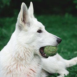 SHIMMER Pet Care - Shimmer Pet Care - Dog Sitting