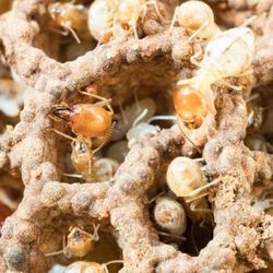 Express Pest Services