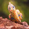 Sunnyslope Rock Garden gift card