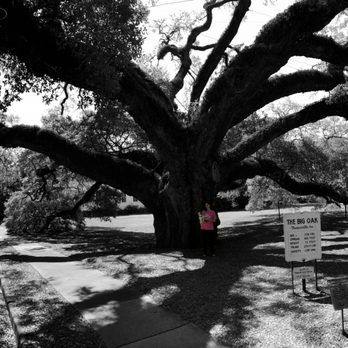 The Big Oak - One of the oldest living documented trees in the country!!! - Landmarks & Historical Buildings Near Me - Thomasville, Georgia