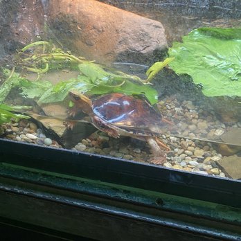 Dallas Zoo - Zoos Near Me - Dallas, Texas Dallas Zoo - Zoos Near Me - Dallas, Texas