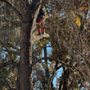 Photo of Training Trees