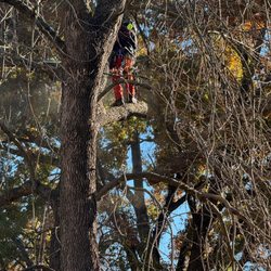 Training Trees