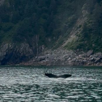 Major Marine Tours - A whale tail - Tours Near Me - Anchorage, Alaska Major Marine Tours - A whale tail - Tours Near Me - Anchorage, Alaska