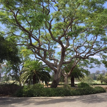 Nick's Tree Service - Tree care in Hope Ranch! - Tree Services Near Me