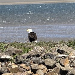 McKinley's Marina & RV Park - Eagle