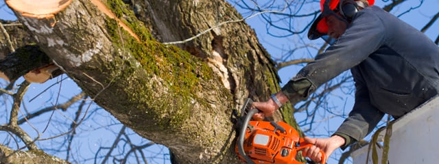 Dad's Tree Service - tree service in Salt Lake City, UT