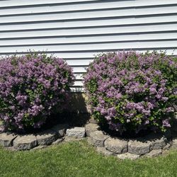 CountryMax - My boomerang lilacs from Thiel's Country Max.
