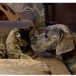 Riverside Veterinary Care - Mr .in the left and Cammile on the right