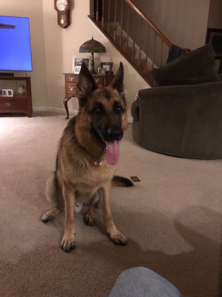 APPLEJACK K9 ACADEMY Updated August 2024 14655 Charles St