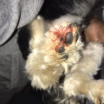 PetSmart - The injury my 5 year old yorkiepoo sustained during routine grooming at PetSmart in Largo. Please refer to my review for story. - Pet Training Near Me - Largo, Maryland