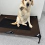 Photo of RiverDog - Cambridge